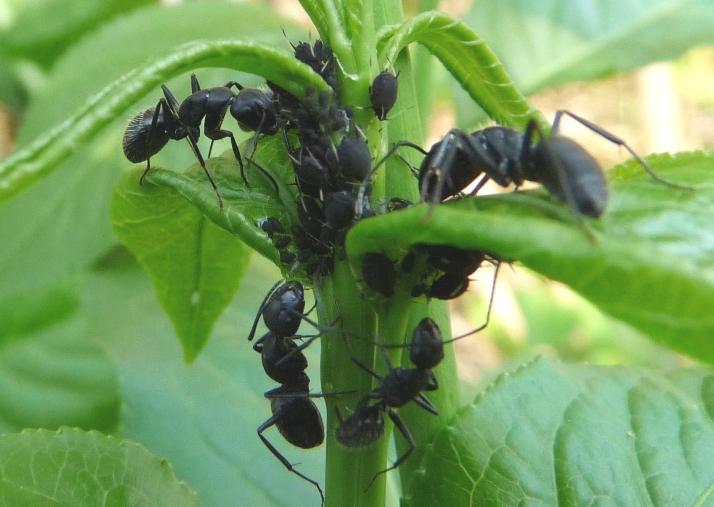 Camponotus vagus con afidi